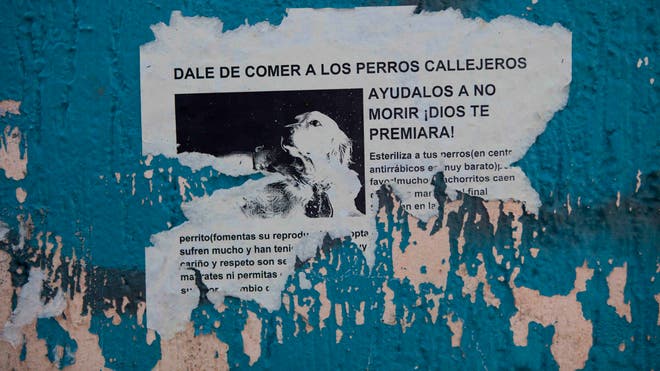 mexico perros1.jpg